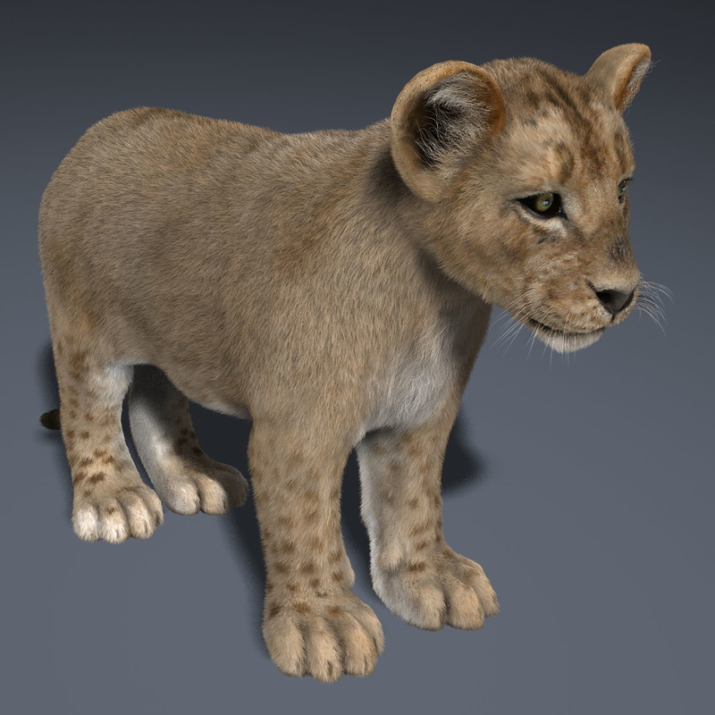 3d model lion cub fur animation