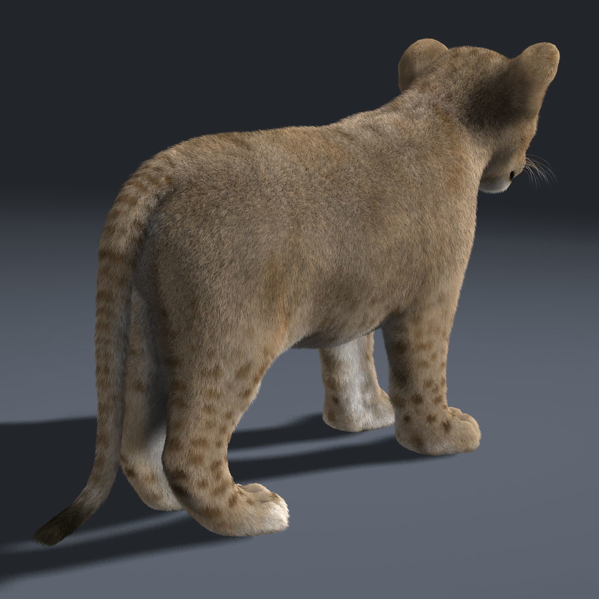 3d model lion cub fur animation