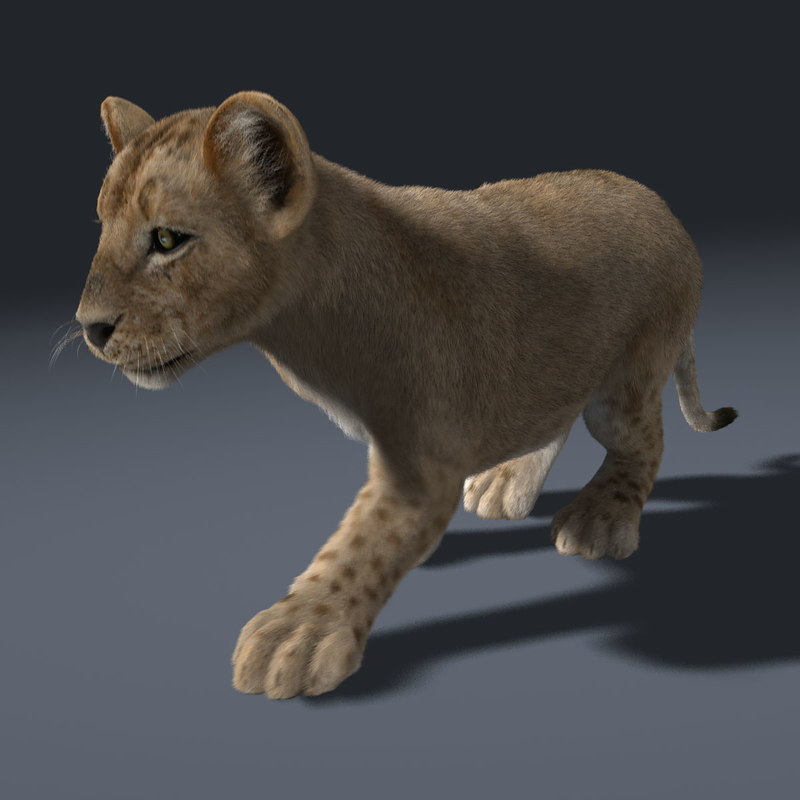 3d model lion cub fur animation