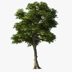 ash tree 3d model