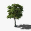 ash tree 3d model