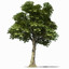 ash tree 3d model