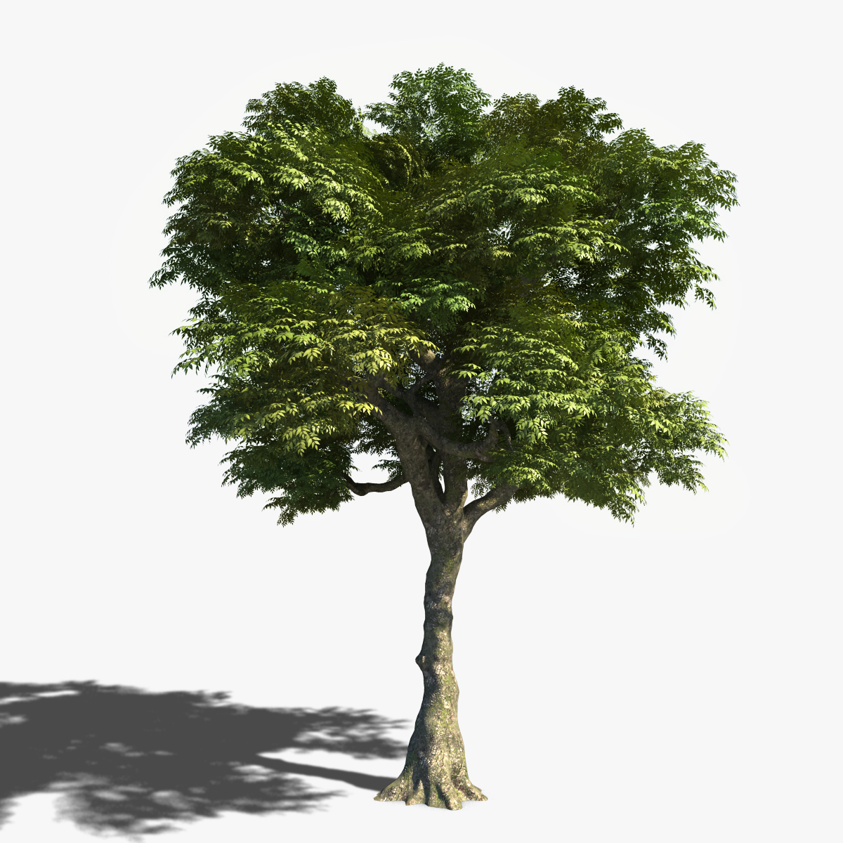 Дерево в 3 d