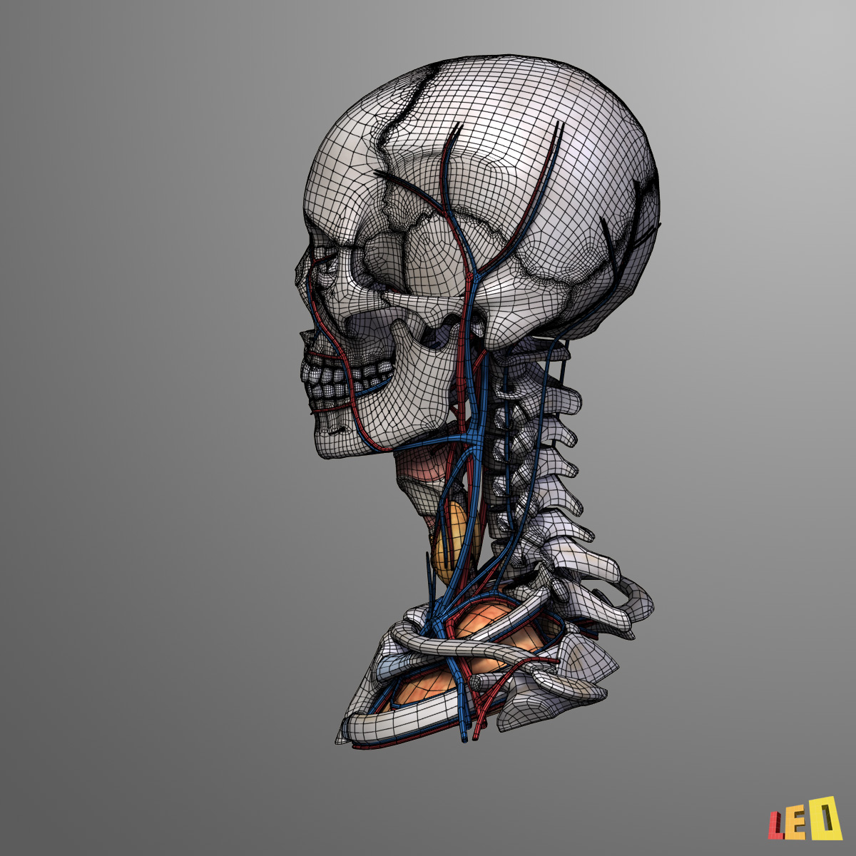 3ds max head anatomy