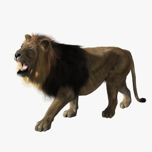 lion fur animation ma