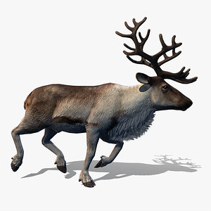 3d model reindeer deer animation walk