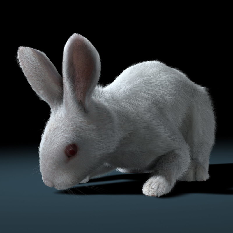 rabbit white rigged fur 3d ma