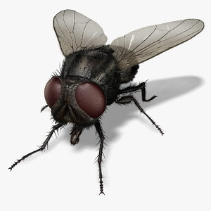 housefly fly ma