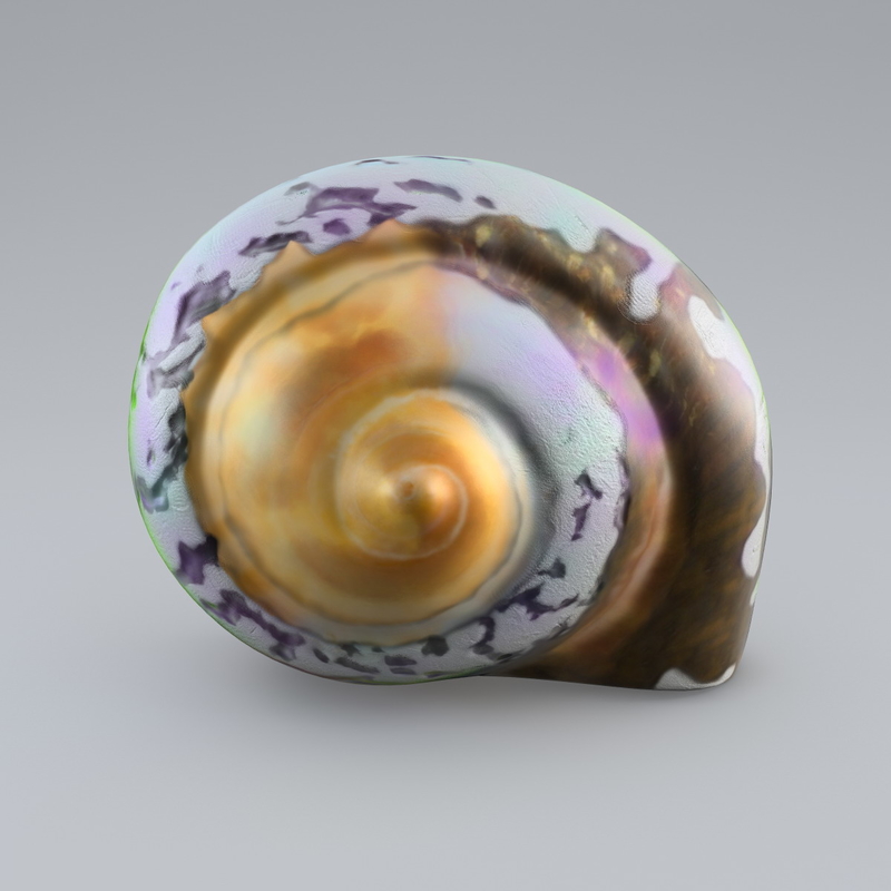 sea shell 3d model