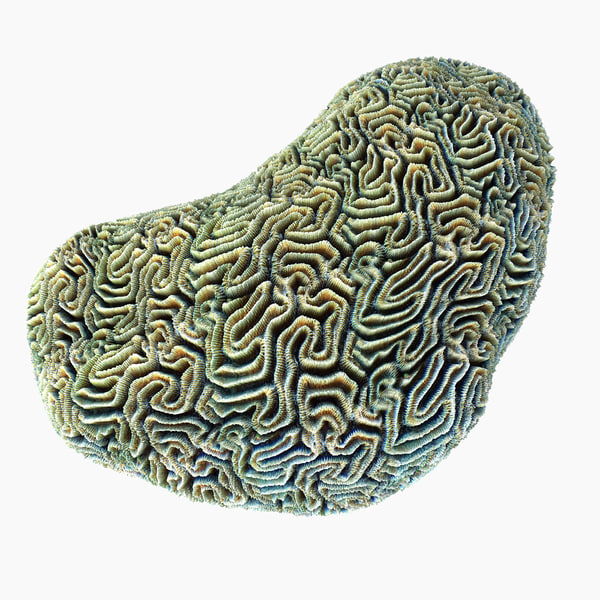 brain coral 3d max