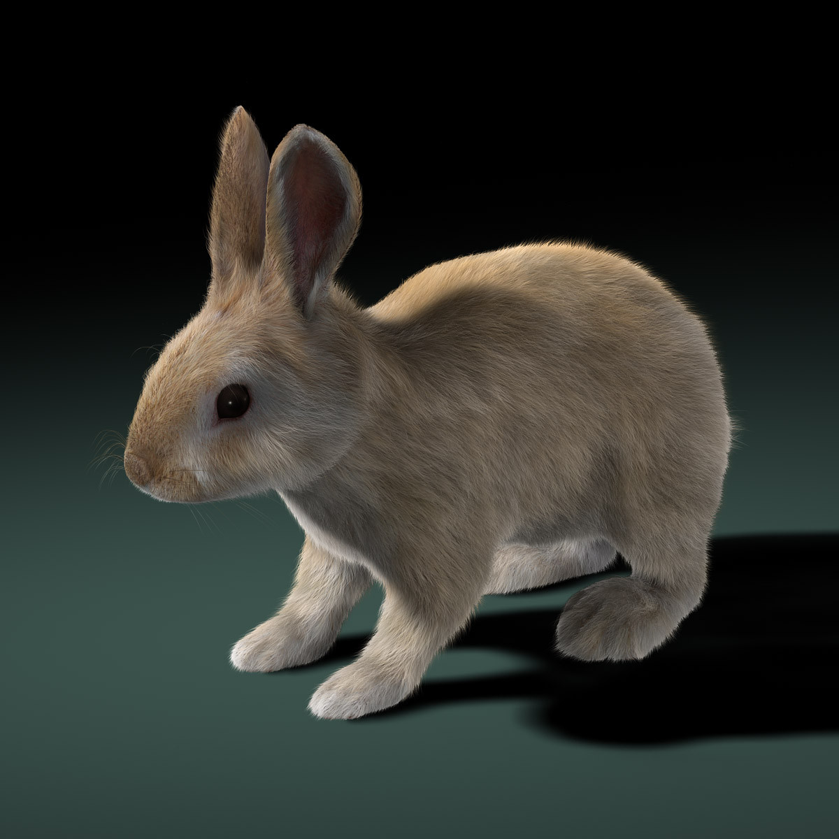 rabbit cream rigged fur 3d model