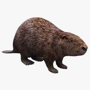 3d model beaver modelled