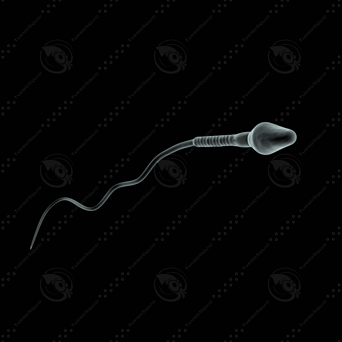 人类精子细胞显微镜3d模型