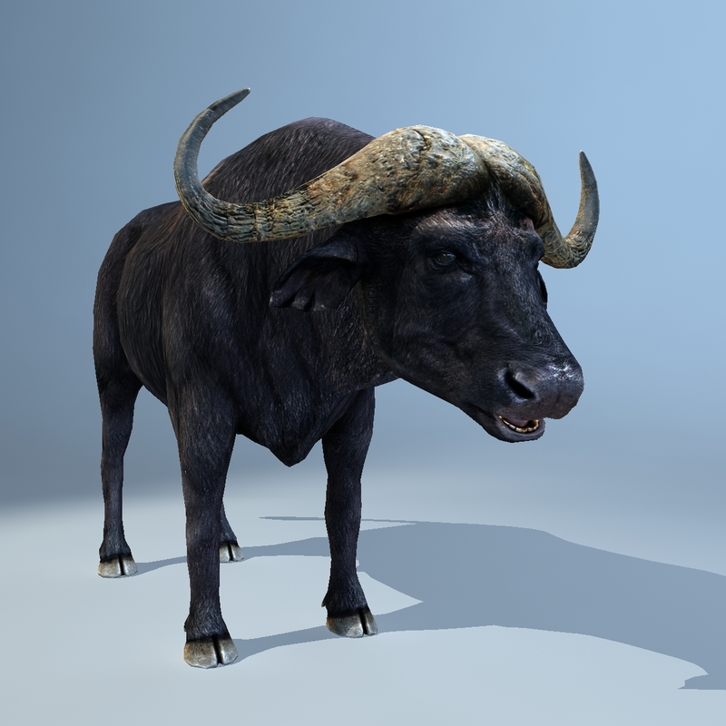 cape buffalo 3d model