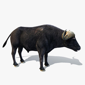 cape buffalo 3d model