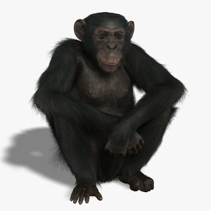 ma chimp rigged fur