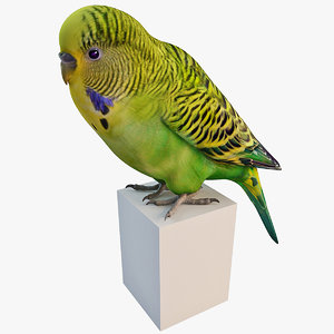 3d budgerigar parakeet model