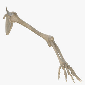 3d arm skeletal
