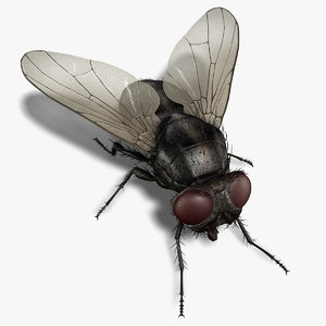 housefly rigged 3d ma
