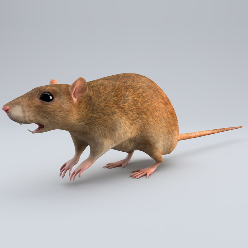 rat modelled 3d model