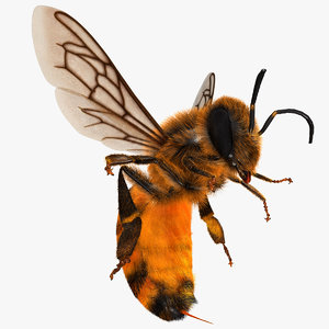3d model apis mellifera honey bee