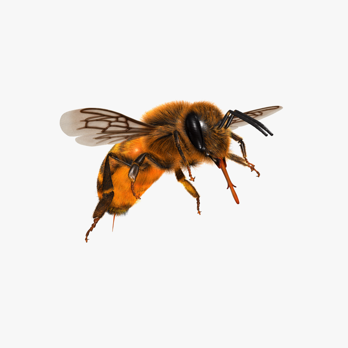 3d model apis mellifera honey bee