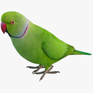 ringneck parrot 3d lwo