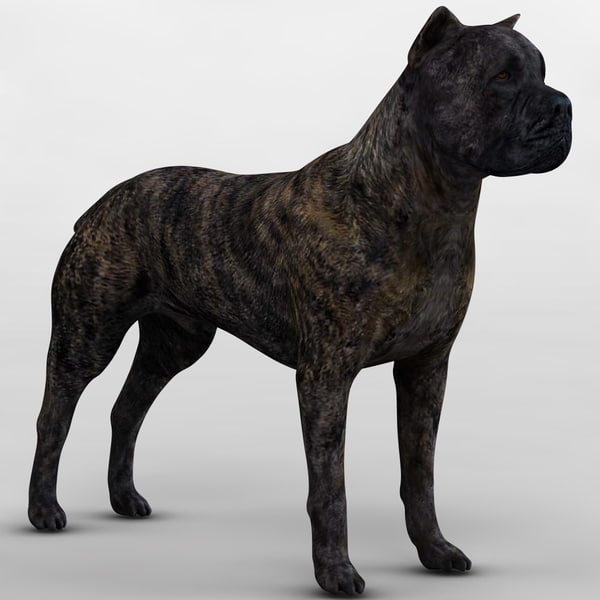 Cane Corso Dog 3ds