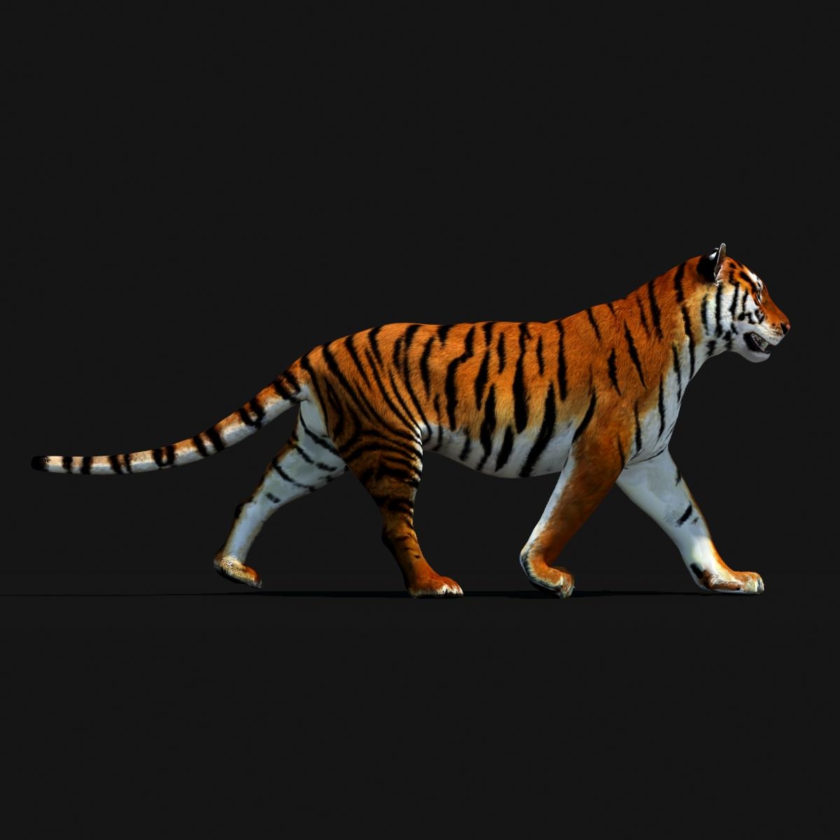 3d model tiger amur animation cat