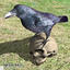 3d common raven