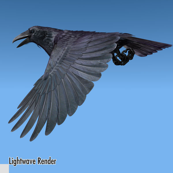 3d common raven