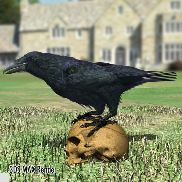3d common raven