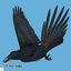 3d common raven