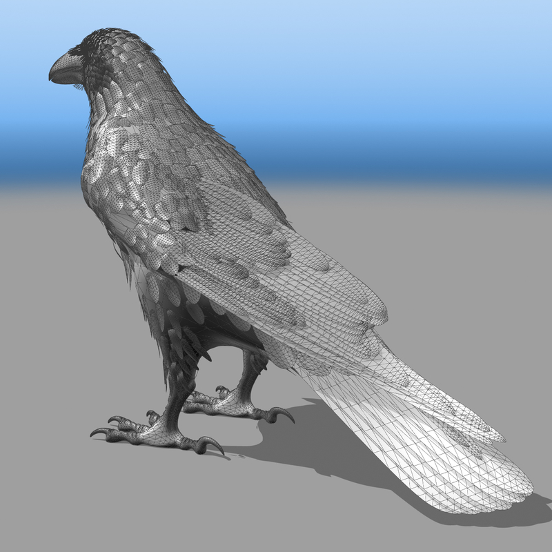 3d common raven