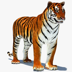 3d model tiger amur animation cat