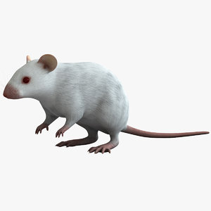 white mouse 3d model
