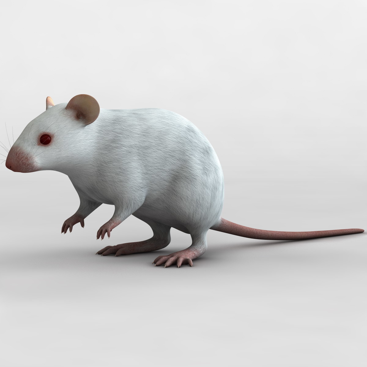 Модели мышей. Мышка 3ds Max. Мышь 3d модель. Мышь для 3d моделирования. Реалистичная 3d модель мыши.
