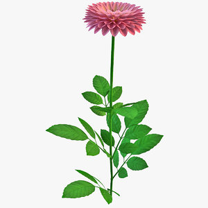 dahlia flower 3ds