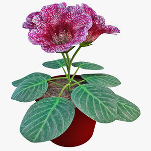 violet gloxinia flower 3d model