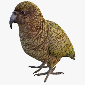 3ds max kea parrot bird