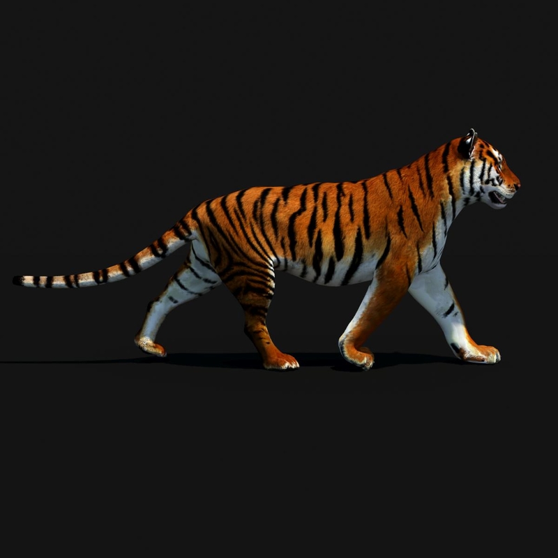 3d model tiger color rigging animation