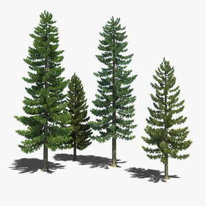 3d pine tree model