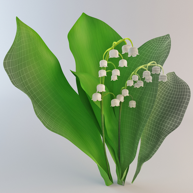 lily valley plant flower 3d 3ds