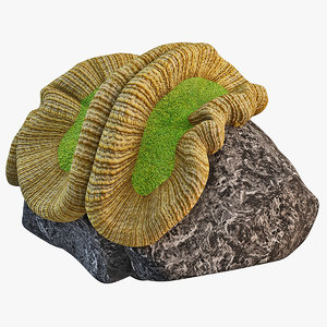 3d brain coral model