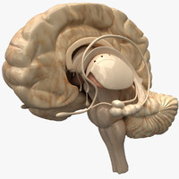 Anatomy 3d models