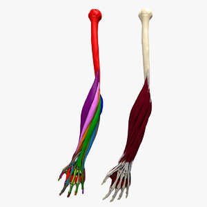 human hand forearm 3d model