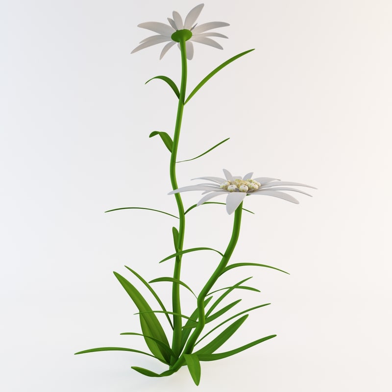 c4d edelweiss flower