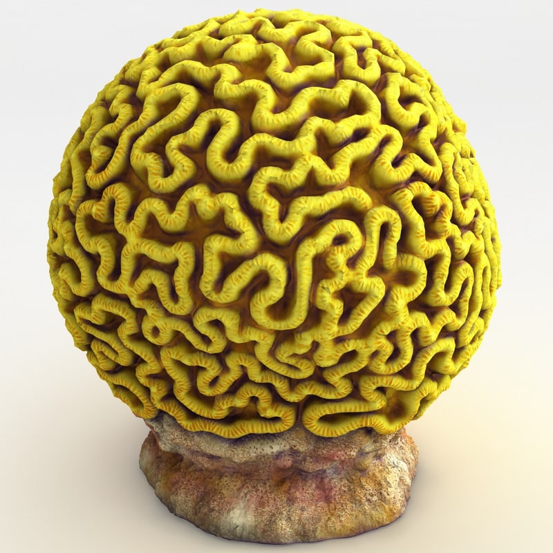 3d brain coral