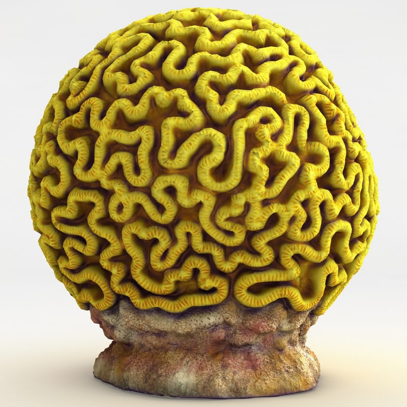 3d brain coral