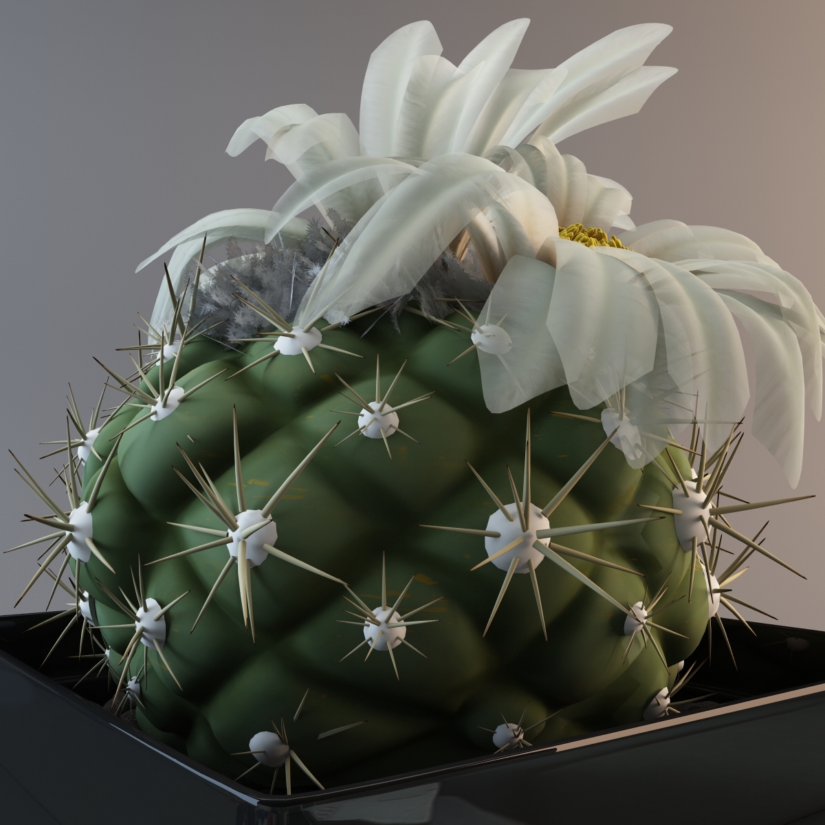 cactus coryphantha asterias